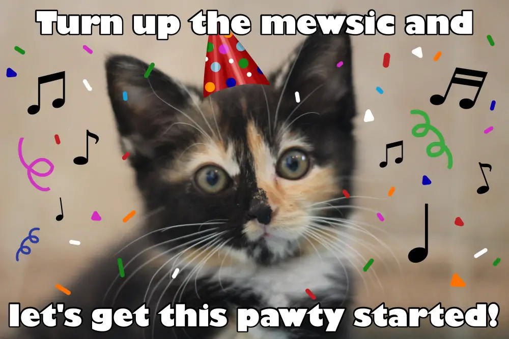 Happy birthday cat Puns