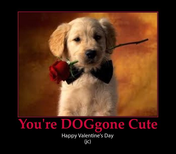Featured image of post Happy Valentine&#039;s Day Meme Dog