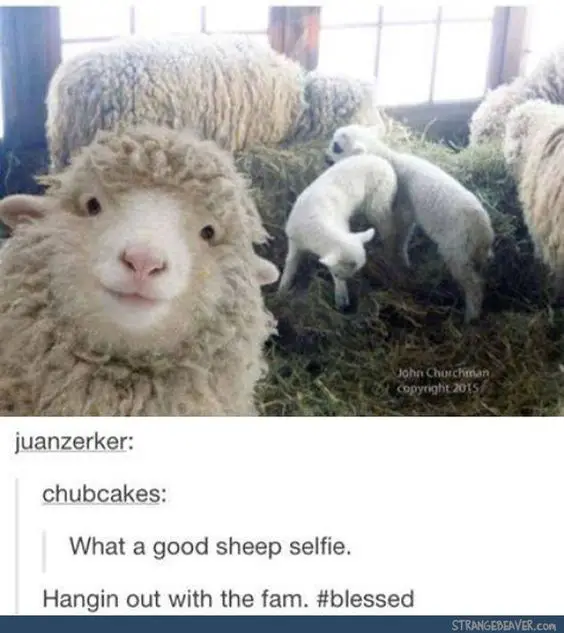 Sheep Puns 