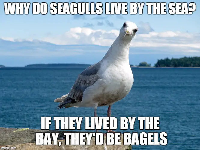 Seagull Meme Related Keywords & Suggestions, Seagull Meme Long Tail. he...