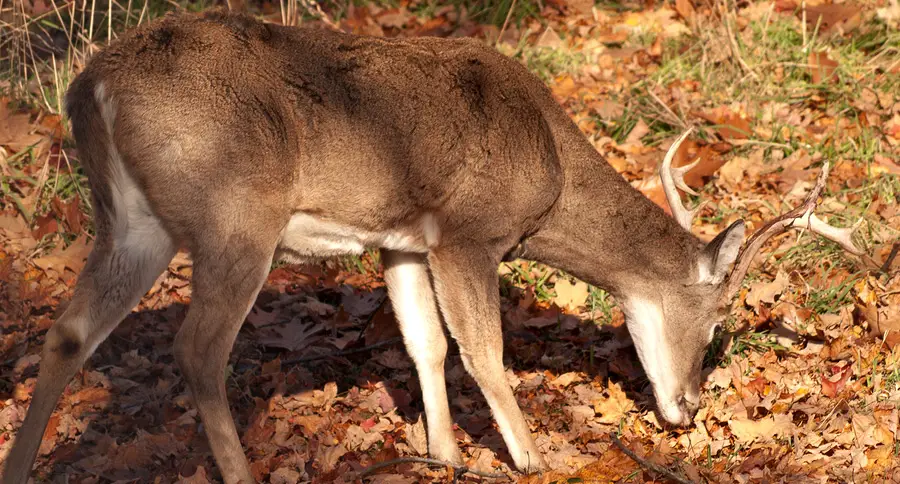19 of the Best and Worst Deer Hunting Jokes, Wide Open Spaces. 