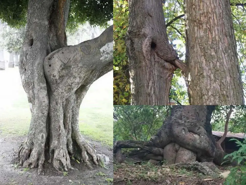 Funny tree. 