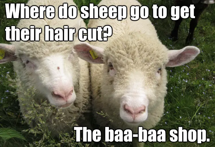 Sheep Puns 