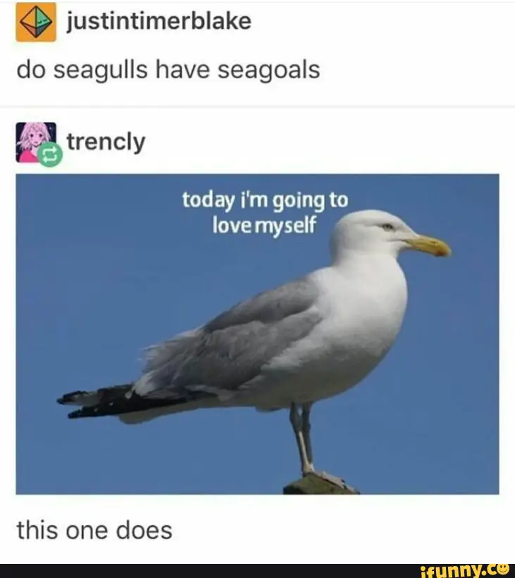Seagull. 