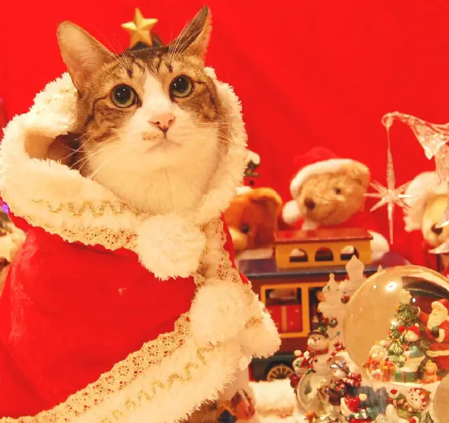 Christmas cat Puns