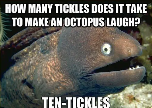 Jokes stupid animal Jokes for
