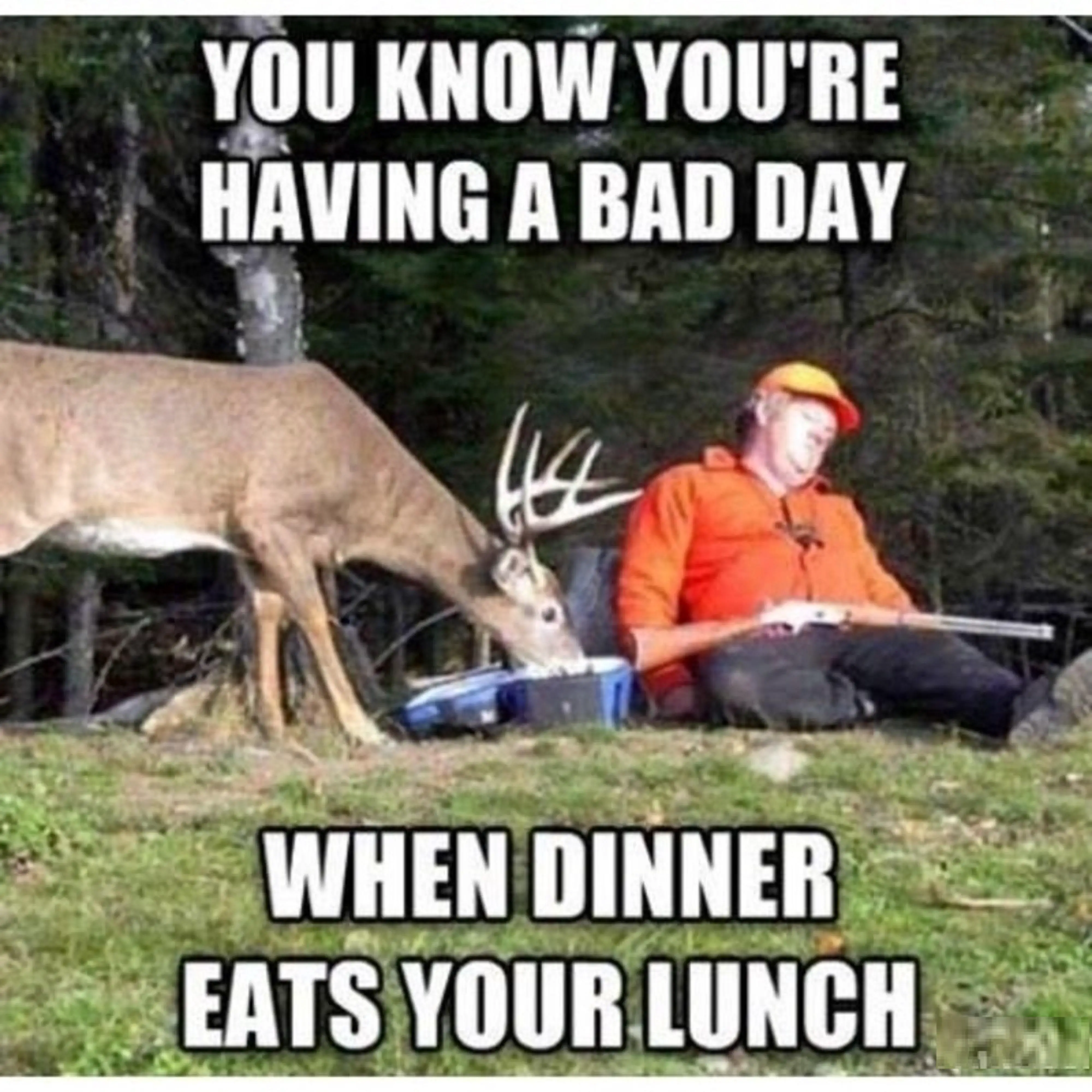 Funny animal picture of a deer eating a sleeping hunter's lunch. helpf...
