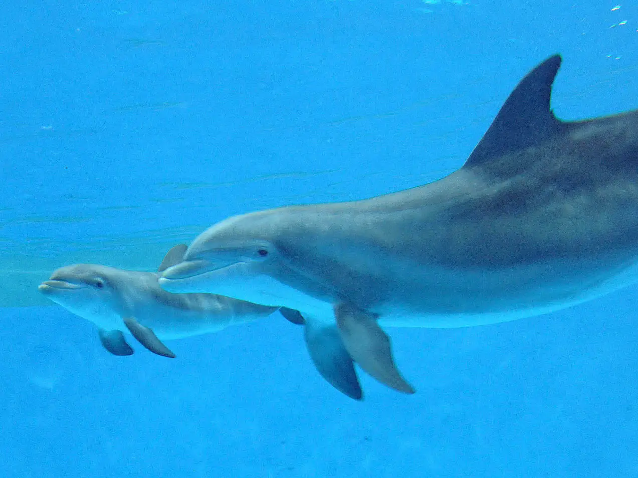 Дельфин издает звуки. Дельфины. Эстетика дельфина. Дельфины Эстетика. Дельфины в море.