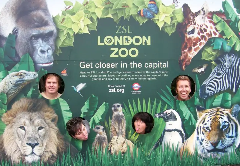 Рекламная листовка зоопарк. Афиша зоопарка. Афиша зоопарка для детей. Флаер зоопарка. Зоопарк рос