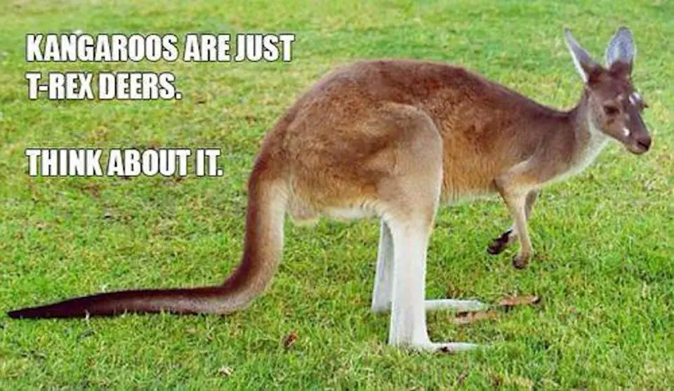 Kangaroo Puns